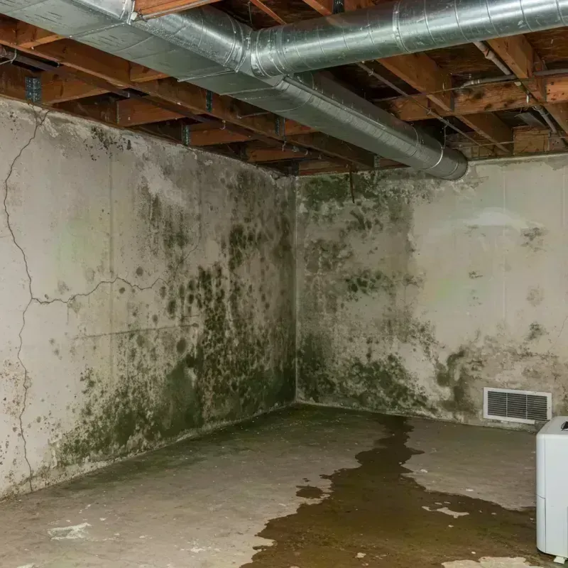 Professional Mold Removal in Swift County, MN